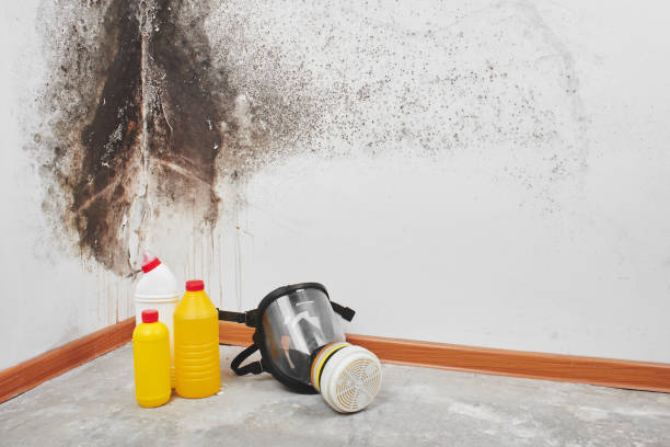 Best Mold Damage Repair  in Bangor, ME