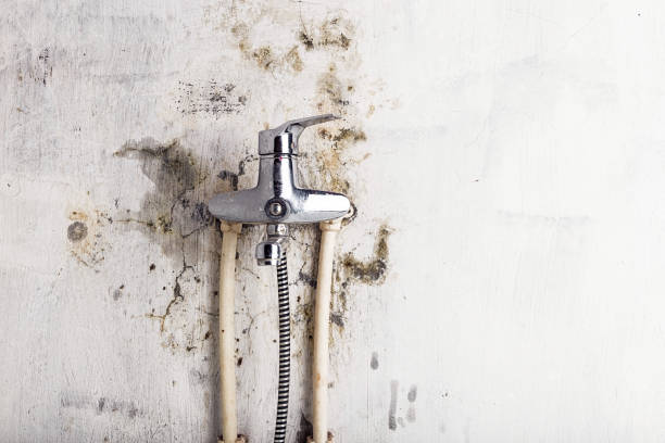 Best Local Mold Removal Service  in Bangor, ME