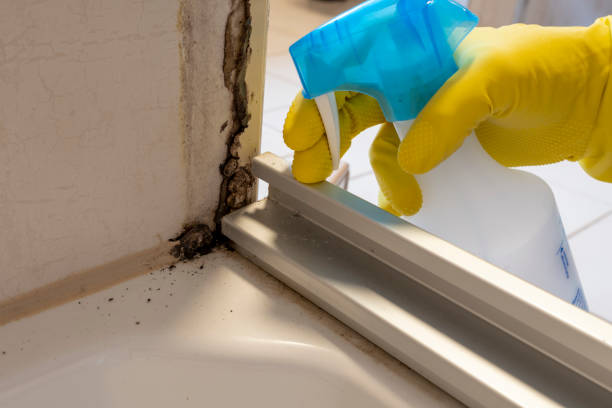 Best Crawl Space Mold Removal  in Bangor, ME