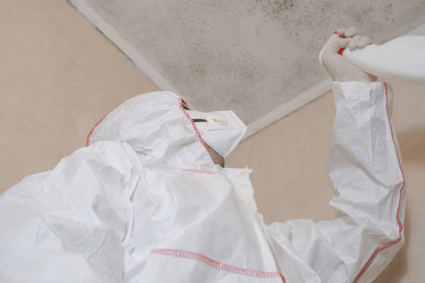 Best Toxic Mold Removal  in Bangor, ME