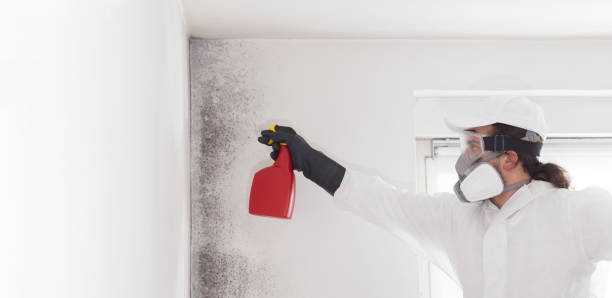 Trusted Bangor, ME Mold Removal Experts