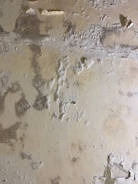 Best Attic Mold Removal  in Bangor, ME