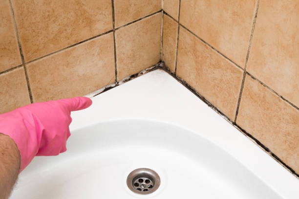 Crawl Space Mold Removal in Bangor, ME